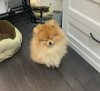 Цейс Из Графства Мыскар
