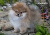 Фэнси Лайн Маритта Ки