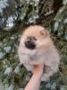 Королевское Сокровище
