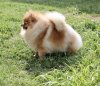 Аман Де Ля Шьен Кармэлла