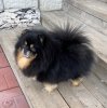Ильменит Лукреция