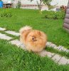 Фанни Браво Есения