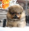 Елен Шарм Энжил