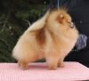 Топ-Доллс Винчестер