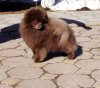 Символ Года Мело Дор