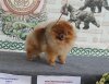 Юлисса Вайз Эль Торро