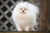 Menja Of Pet Club
