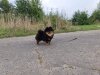 Беллисимо Стар Чарльз