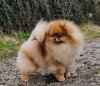 Pomfavorit Jewel For Zippo’S Pom