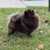 Рус Хаус Ворхут Фэнтази Фор Чарм Сити
