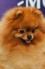 Pride Of Pom Zippi