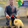 Невлер Лайн Пантикопея