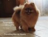 Трэвелинг Мисс Дэ Мюрис