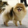 Вивит Ла Чика Дорада Из Вестландии
