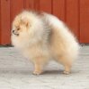Piccolo Pom’S Absolute Ice