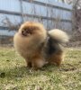 Пом На Миллион Барни
