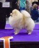Katchinas Vanilla Dream