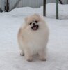 Сейверина Шон Крисмас