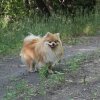 Экс Флэш Фокс Лайла