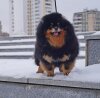 Елизавета София Госпожа Удача