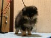 Хемингуэй Из Последних Императоров