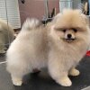 Дульсинея Драгоценная