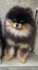 Nobility Pomeranian See No More