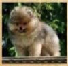 Vitorio Rossi Beverly Hills