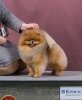 Беллиссимо Стар Ярвис Стронг