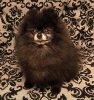 Pom Hotmas Pelle