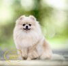 The Italian Pom You Make Me Happy