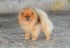 The Italian Pom Secret Escape