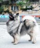 Новая Звезда Северной Короны