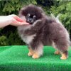 Топ-Доллс Барбара Голд Коин