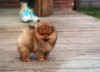 Дворцовый Пес Классен Франц