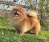 Пом На Миллион Ролли