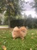 Пом На Миллион Ева