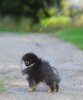 Топ-Доллс Циркон