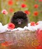 The Italian Pom Daenerys