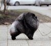 Джул'с Помс Кинг Оф Зе Конго