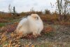 Кинсей Яркая Известность