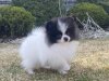 Планета Самоцветов Крит