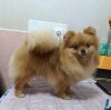 Лакоста Из Града Катерины