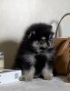 Яролада Заря Созвездий