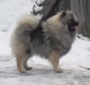Алмазный Источник Халва В Шоколаде
