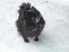 Звёздное Шоу Барбацуца Бандерас Блек