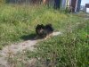 Трейси Лапочка