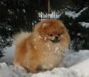 Гвенделин Из Цветной Капели