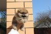 Олмикс Лайн Винстон