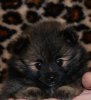 Алмазный Источник Я Клеопатра